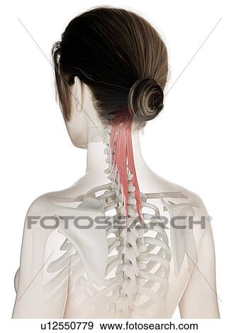 Semispinalis capitis muscle, illustration View Large Photo Image Stock Photo - Semispinalis capitis muscle, illustration. Fotosearch