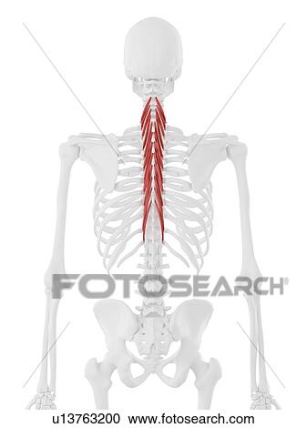 Stock Image - Semispinalis thoracis muscle, computer illustration.. Fotosearch