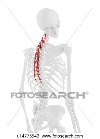 Semispinalis thoracis muscle, computer illustration. View Large Photo Image Stock Image - Semispinalis thoracis muscle, computer illustration.. Fotosearch