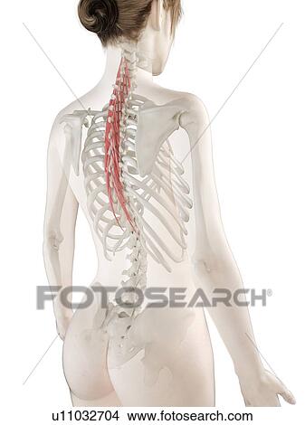 Semispinalis thoracis muscle, illustration View Large Photo Image Picture - Semispinalis thoracis muscle, illustration. Fotosearch