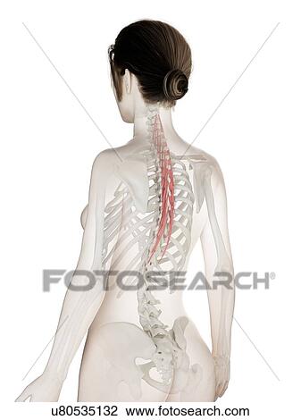 Stock Image - Semispinalis thoracis muscle, illustration. Fotosearch