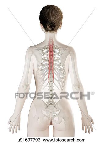 Semispinalis thoracis muscle, illustration View Large Photo Image Stock Image - Semispinalis thoracis muscle, illustration. Fotosearch