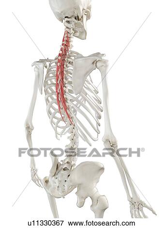Semispinalis thoracis muscle, illustration View Large Photo Image Stock Photo - Semispinalis thoracis muscle, illustration. Fotosearch
