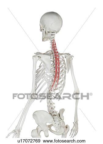 Stock Photo - Semispinalis thoracis muscle, illustration. Fotosearch