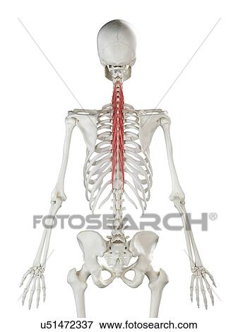 Stock Photo - Semispinalis thoracis muscle, illustration. Fotosearch