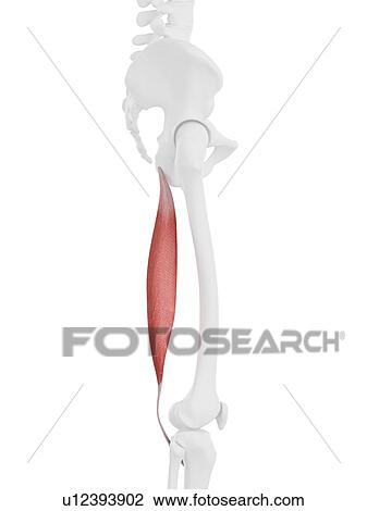 Stock Image - Semitendinosus muscle, computer illustration.. Fotosearch