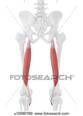 Stock Photo - Semitendinosus muscle, computer illustration.. Fotosearch
