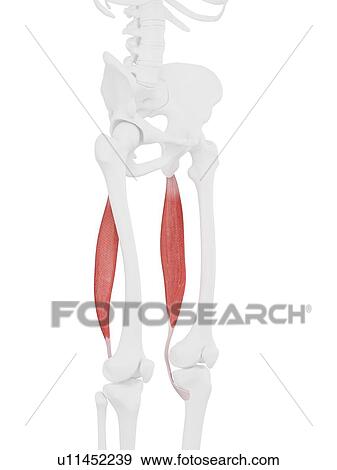 Semitendinosus muscle, computer illustration. View Large Photo Image Stock Photo - Semitendinosus muscle, computer illustration.. Fotosearch