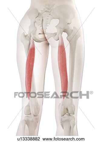 Stock Image - Semitendinosus muscle, illustration. Fotosearch