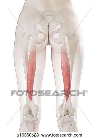 Semitendinosus muscle, illustration View Large Photo Image Stock Photo - Semitendinosus muscle, illustration. Fotosearch