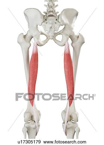 Stock Photo - Semitendinosus muscle, illustration. Fotosearch