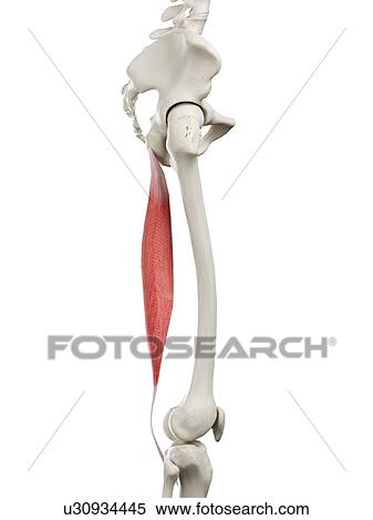 Semitendinosus muscle, illustration View Large Photo Image Stock Photography - Semitendinosus muscle, illustration. Fotosearch