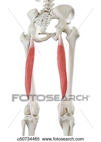 Stock Photography - Semitendinosus muscle, illustration. Fotosearch