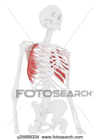 Serratus anterior muscle, computer illustration. View Large Photo Image Picture - Serratus anterior muscle, computer illustration.. Fotosearch