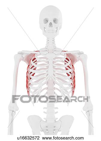 Serratus anterior muscle, computer illustration. View Large Photo Image Stock Image - Serratus anterior muscle, computer illustration.. Fotosearch