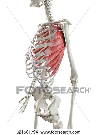 Picture - Serratus anterior muscle, illustration. Fotosearch