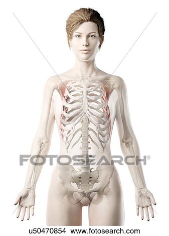 Serratus anterior muscle, illustration View Large Photo Image Picture - Serratus anterior muscle, illustration. Fotosearch