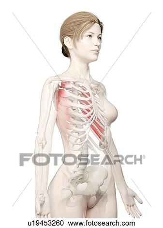 Stock Image - Serratus anterior muscle, illustration. Fotosearch
