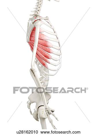 Stock Image - Serratus anterior muscle, illustration. Fotosearch