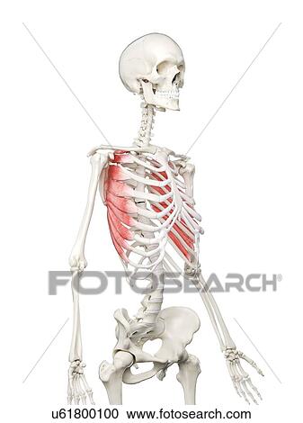 Stock Image - Serratus anterior muscle, illustration. Fotosearch