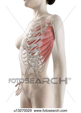 Stock Photo - Serratus anterior muscle, illustration. Fotosearch