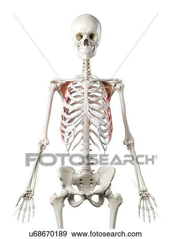 Stock Photo - Serratus anterior muscle, illustration. Fotosearch