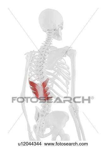 Serratus posterior inferior muscle, computer illustration. View Large Photo Image Picture - Serratus posterior inferior muscle, computer illustration.. Fotosearch