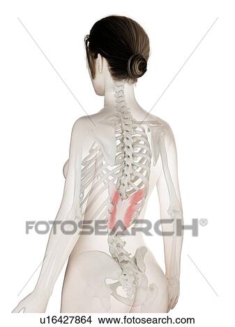 Picture - Serratus posterior inferior muscle, illustration. Fotosearch