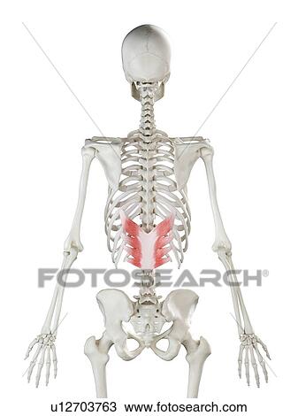 Stock Image - Serratus posterior inferior muscle, illustration. Fotosearch