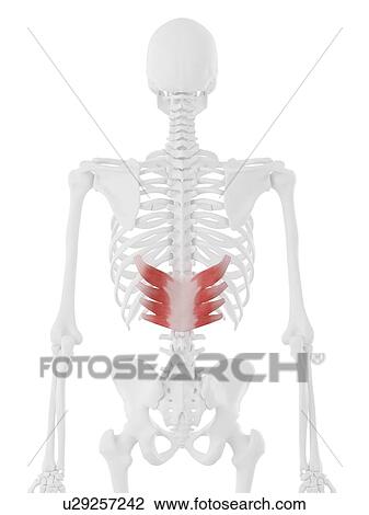 Stock Image - Serratus posterior inferior muscle, computer illustration.. Fotosearch