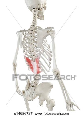 Stock Photo - Serratus posterior inferior muscle, illustration. Fotosearch
