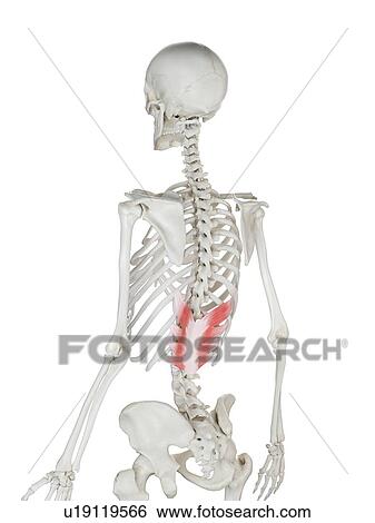 Stock Photograph - Serratus posterior inferior muscle, illustration. Fotosearch
