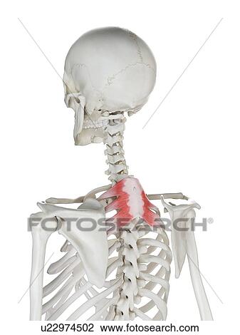 Stock Image - Serratus posterior superior muscle, illustration. Fotosearch