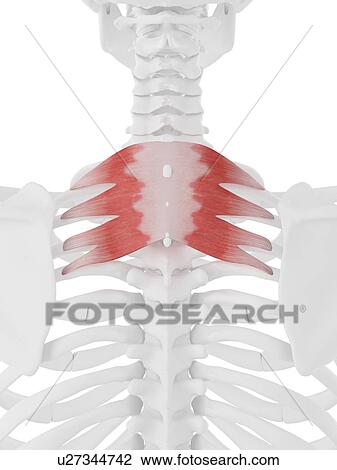 Stock Image - Serratus posterior superior muscle, computer illustration.. Fotosearch