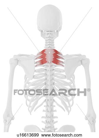 Stock Photo - Serratus posterior superior muscle, computer illustration.. Fotosearch
