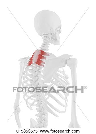 Stock Photography - Serratus posterior superior muscle, computer illustration.. Fotosearch