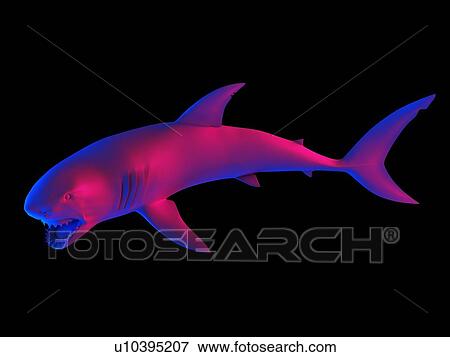 Stock Photo - Shark, computer illustration.. Fotosearch