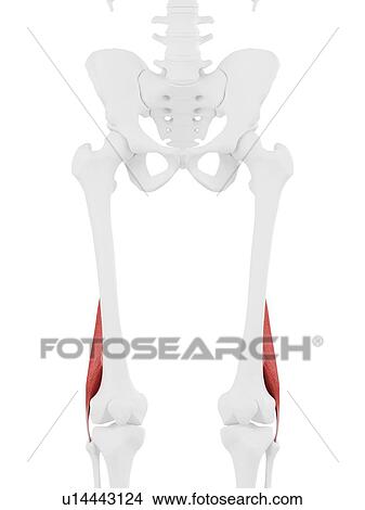 Short biceps femoris muscle, computer illustration. View Large Photo Image Picture - Short biceps femoris muscle, computer illustration.. Fotosearch