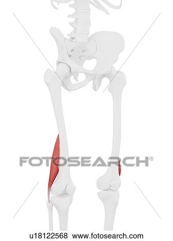 Short biceps femoris muscle, computer illustration. View Large Photo Image Stock Photo - Short biceps femoris muscle, computer illustration.. Fotosearch