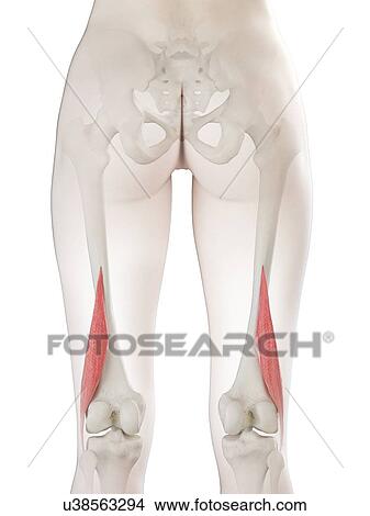 Picture - Short biceps femoris muscle, illustration. Fotosearch