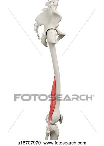 Stock Image - Short biceps femoris muscle, illustration. Fotosearch