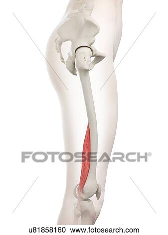 Short biceps femoris muscle, illustration View Large Photo Image Stock Image - Short biceps femoris muscle, illustration. Fotosearch