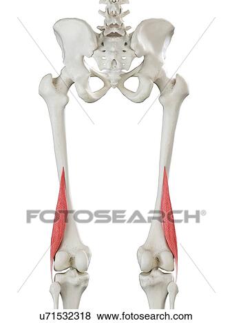 Short biceps femoris muscle, illustration View Large Photo Image Stock Photo - Short biceps femoris muscle, illustration. Fotosearch