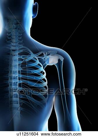 Picture - Shoulder bones, computer illustration.. Fotosearch