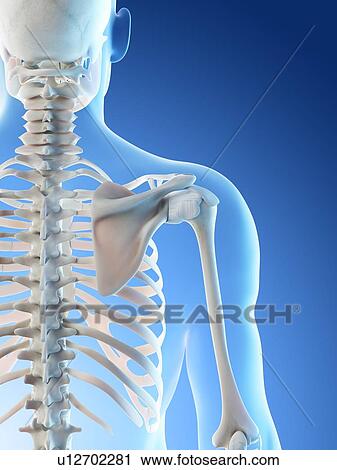Shoulder bones, computer illustration. View Large Photo Image Stock Image - Shoulder bones, computer illustration.. Fotosearch