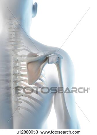 Stock Image - Shoulder bones, computer illustration.. Fotosearch