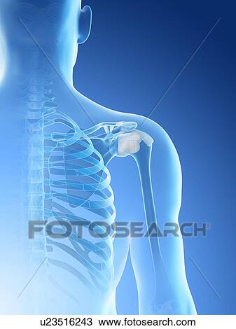 Stock Image - Shoulder bones, computer illustration.. Fotosearch