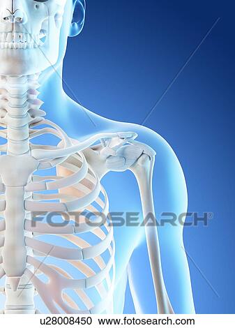 Stock Image - Shoulder bones, computer illustration.. Fotosearch