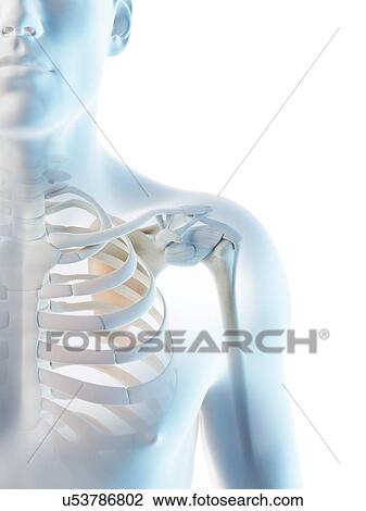 Shoulder bones, computer illustration. View Large Photo Image Stock Image - Shoulder bones, computer illustration.. Fotosearch