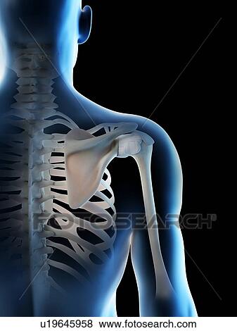 Shoulder bones, computer illustration. View Large Photo Image Stock Photo - Shoulder bones, computer illustration.. Fotosearch